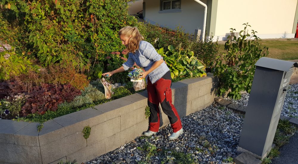 Höstplantering