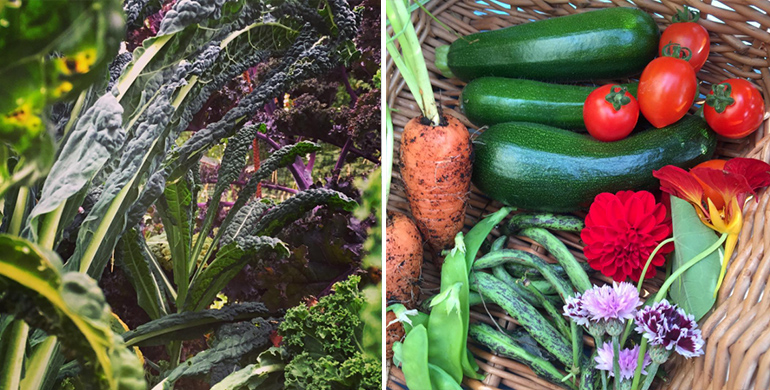 Nelson Garden Hypergardener