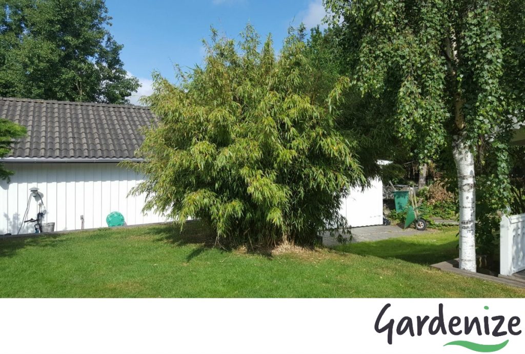 Bergbambu, 'Jumbo', Bambu