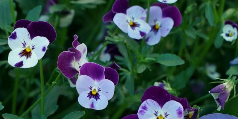 Gardenize tjänster för företag