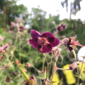 Brunnärva, Geranium phaeum