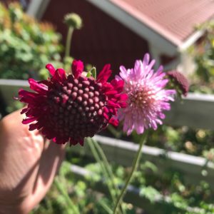 Grekvädd, Knautia macedonica