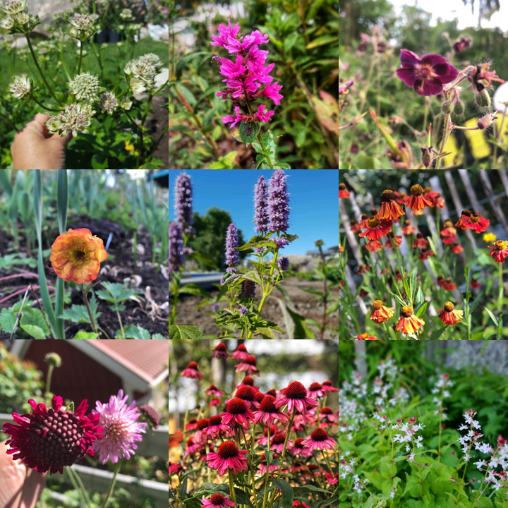 Perennfavoriter 2018