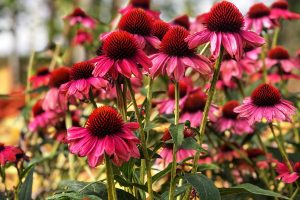 Echinacea