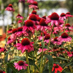 Rudbeckia, Echinacea