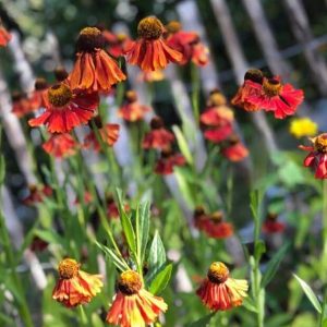 Solbrud, Helenium