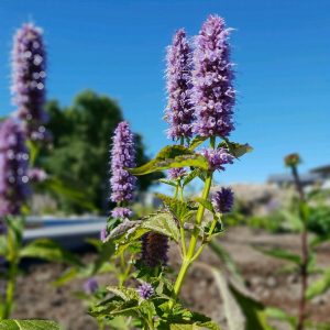 Agastache, Blue fortune