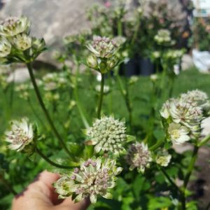 Stjärnflocka, Astrantia major