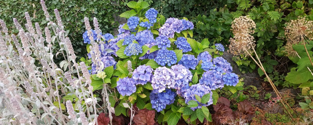 Sticklingsföröka hortensia