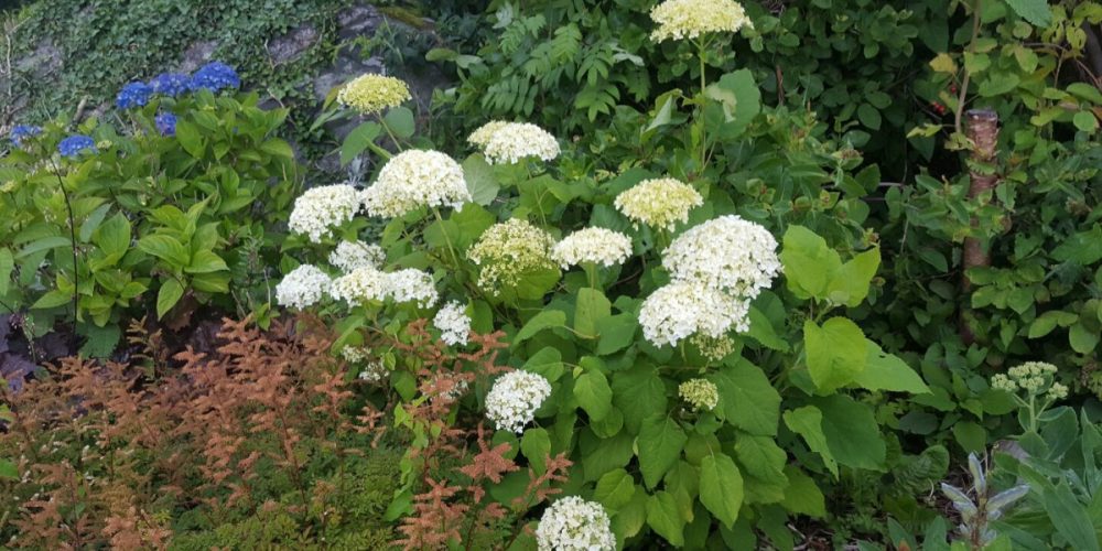 Beskära hortensia