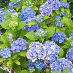 Föröka hortensia, hydrangea