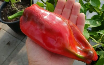 Odla egen paprika