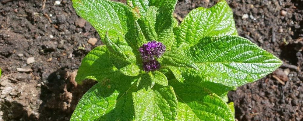 Vintersådd av sommarblommor, WINTERSAAT VON SOMMERBLUMEN