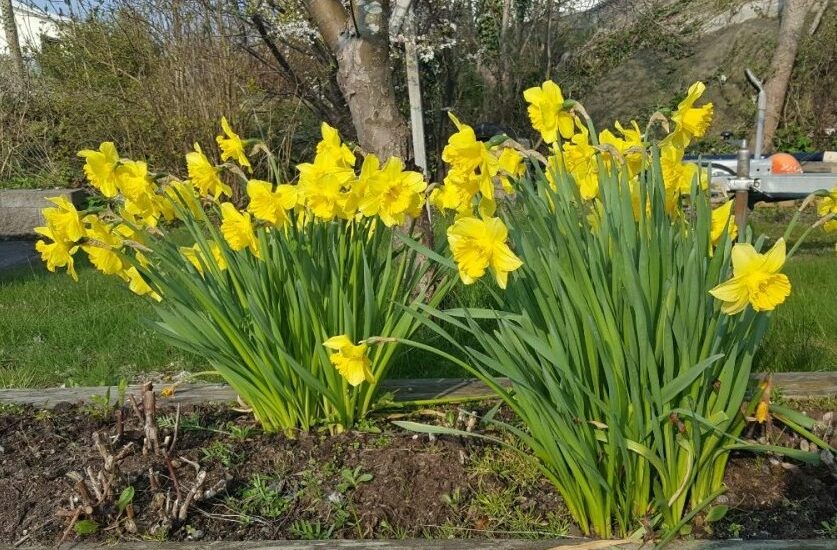 Daffoild