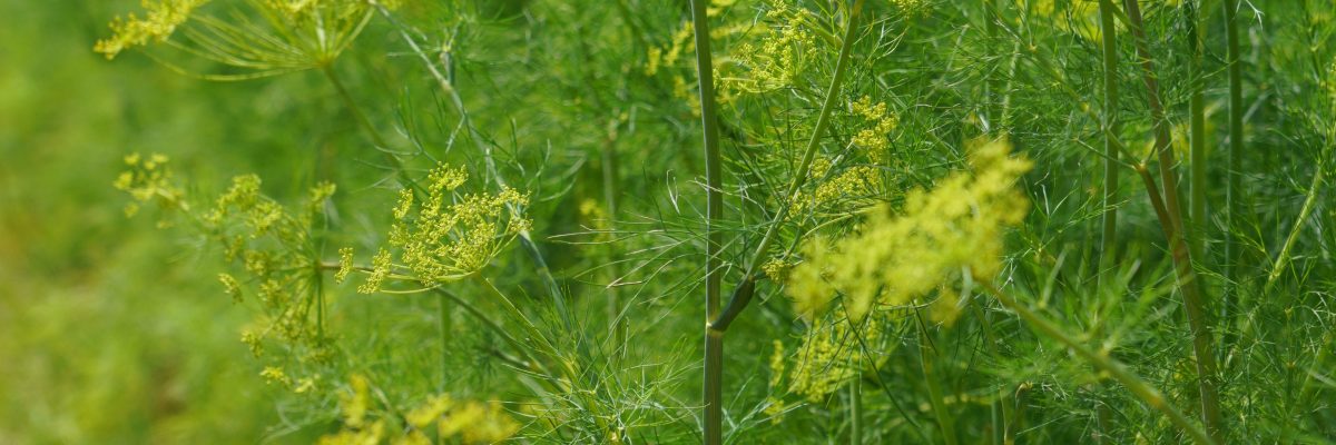 Dill 'Elephant'