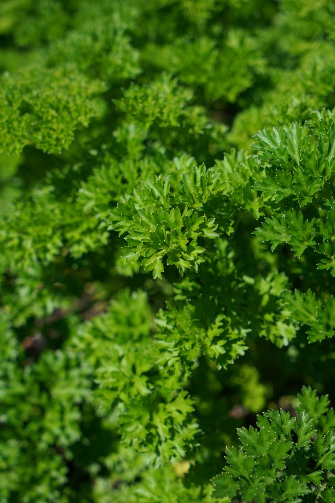 Persilja 'Grune perle' Örtsalt