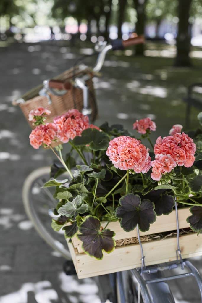 Geraniums - overwintering and storage