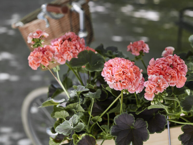 Geraniums - overwintering and storage