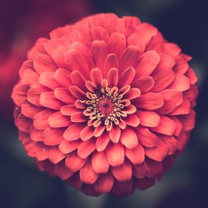 Gardenize Zinnia