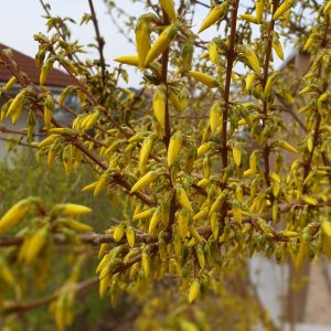 Vårblommande buskar