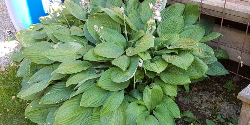 Månadens Gardenizer