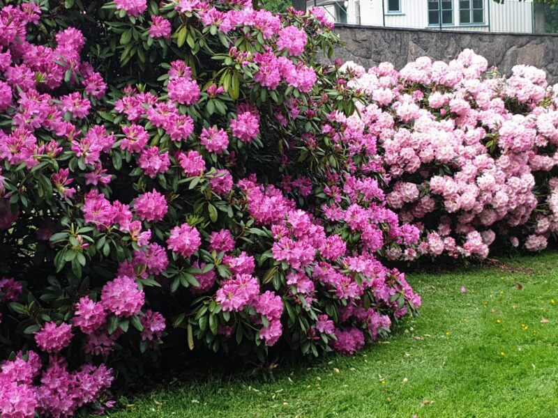 Rhododendron jenny ryrdebrink My plants