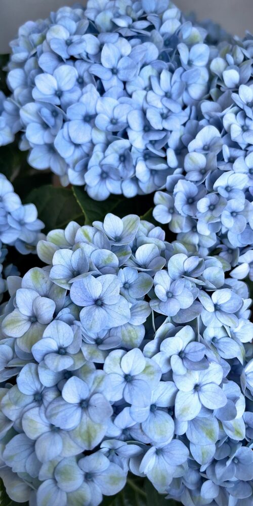 Hortensia unsplahs