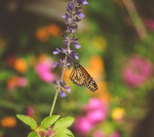 Trender Chelsea garden show 2019 Gardenize lek med färg