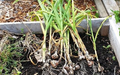 Grow your own garlic