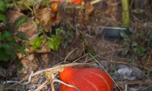 To Do Liste für deinen Garten