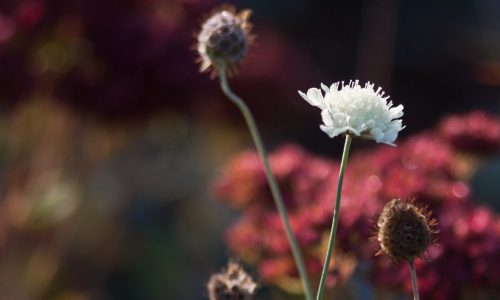 To Do Liste für deinen Garten