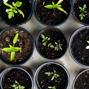 Planera förkultivering i trädgårdappen gardenize