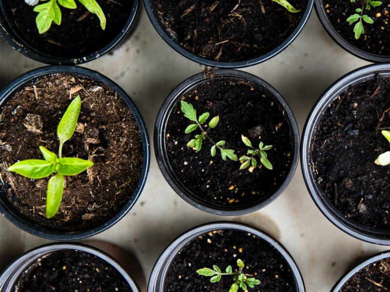 Planera förkultivering i trädgårdappen gardenize