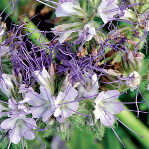 Honungsfacelia Nelson Garden