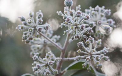 Januar im garten