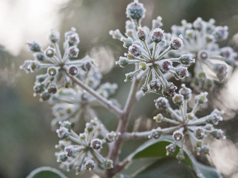 Januar im garten