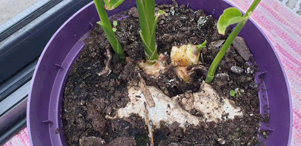 Odla egen ingefära Gardenize