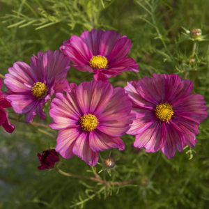 Rosenskära 'Xsenia' Cosmos Cosmos bipinnatus