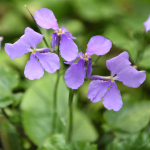 Violkål Orychophragmus violaceus