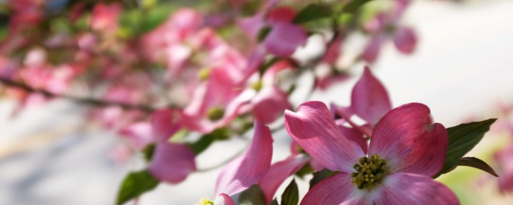 Koreansk blomsterkornell