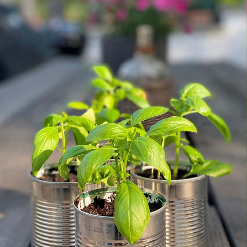 Stickling av basilika - Gardenize