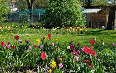 April – To Do Liste für deinen Garten