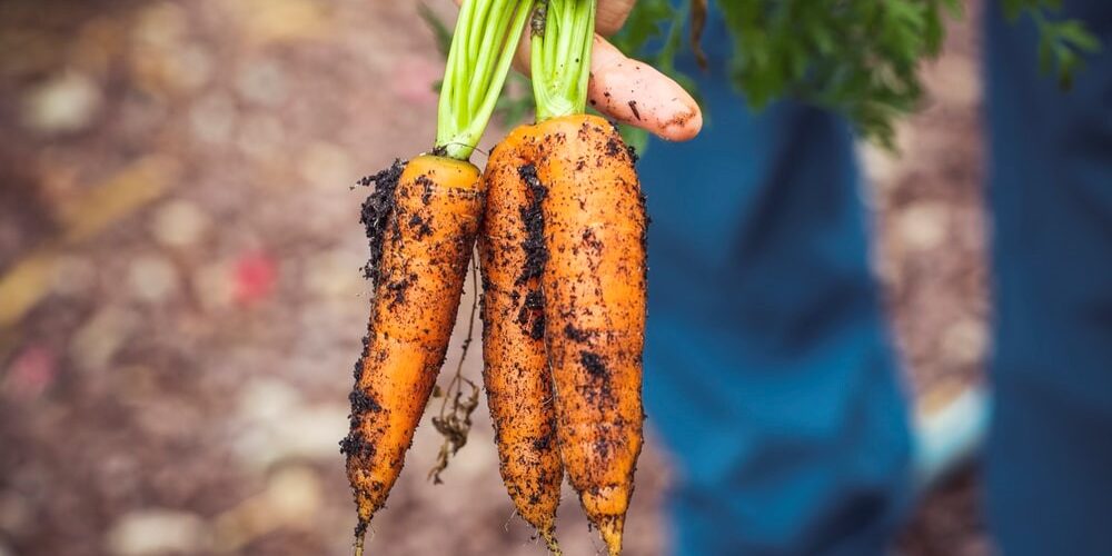 Harvets of carrots