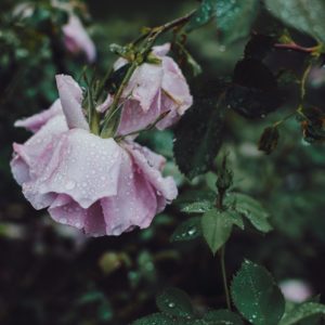 Rose with rain drops