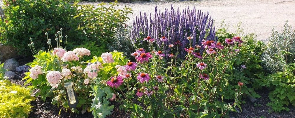 Anisisop, solhatt och hortensia i upphöjd rabatt