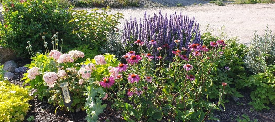 Anisisop, solhatt och hortensia i upphöjd rabatt