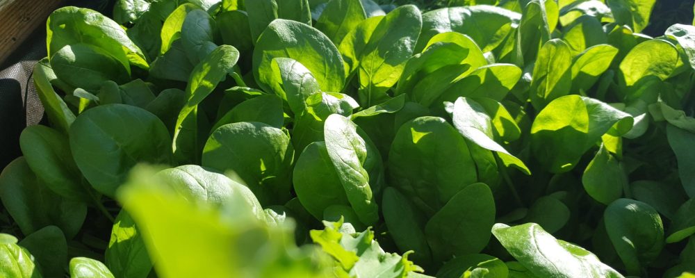 Odla egen spenat, Guick growing vegetables