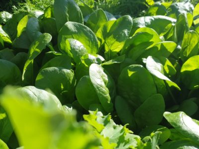 Odla egen spenat, Guick growing vegetables