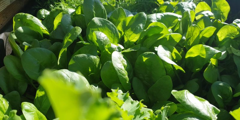 Spenatblad spinnach Odla egen spenat, Guick growing vegetables