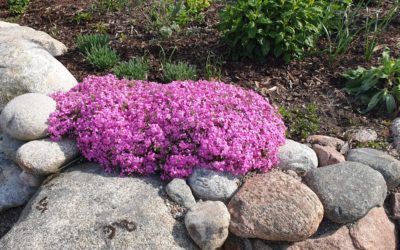 I maj är det hög tid att klippa bort vissna blommor och döda grenar gödsla rabatter och gräsmatta. Läs mer om vad du behöver göra i trädgården här!